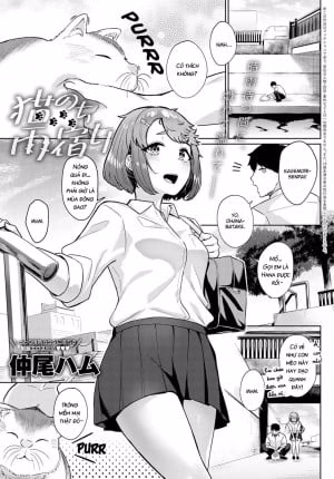Neko Nochi Amayadori